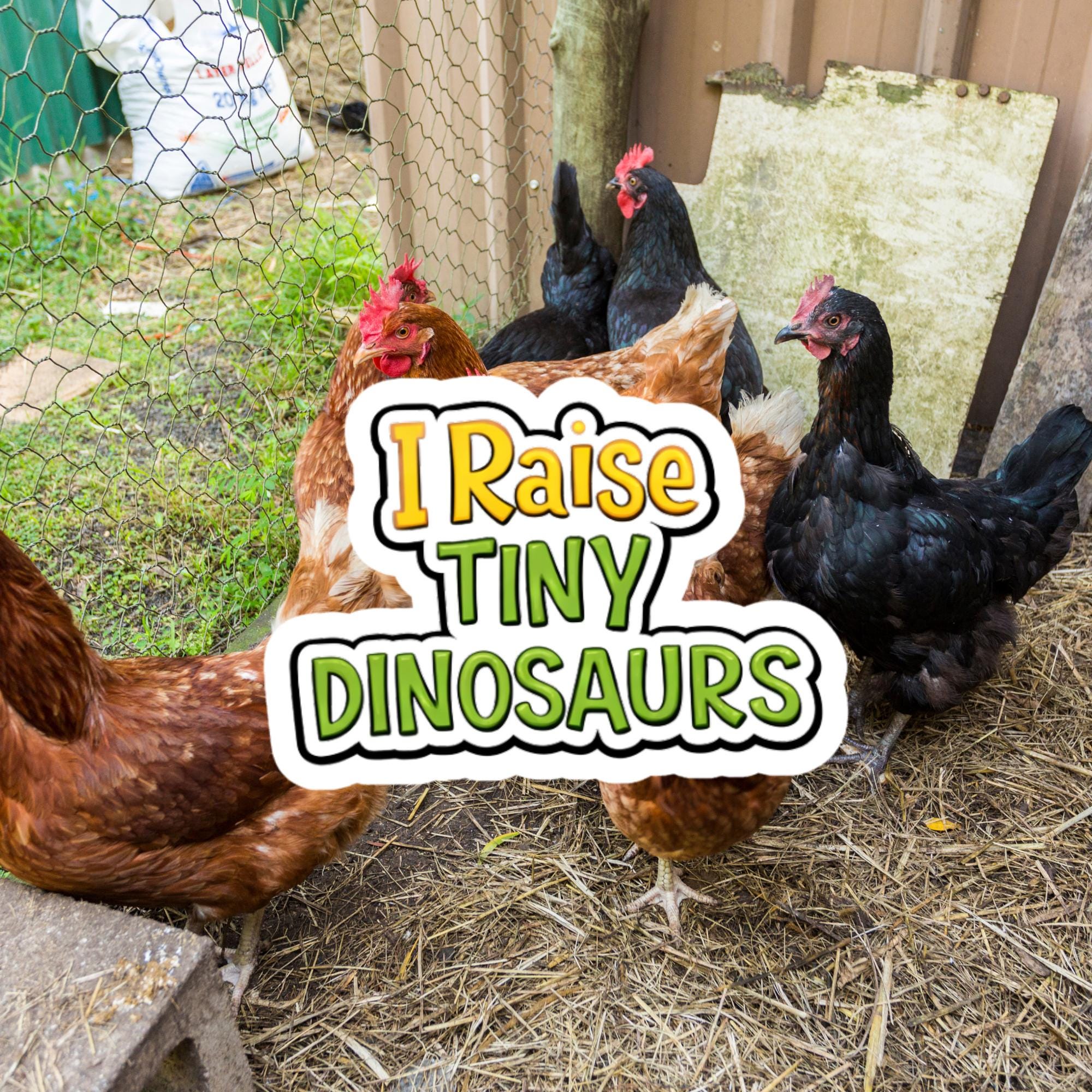Chicken Lover Gift, I Raise Tiny Dinosaurs Sticker, Funny Chicken Owner Decal, Backyard Humor (Waterproof)