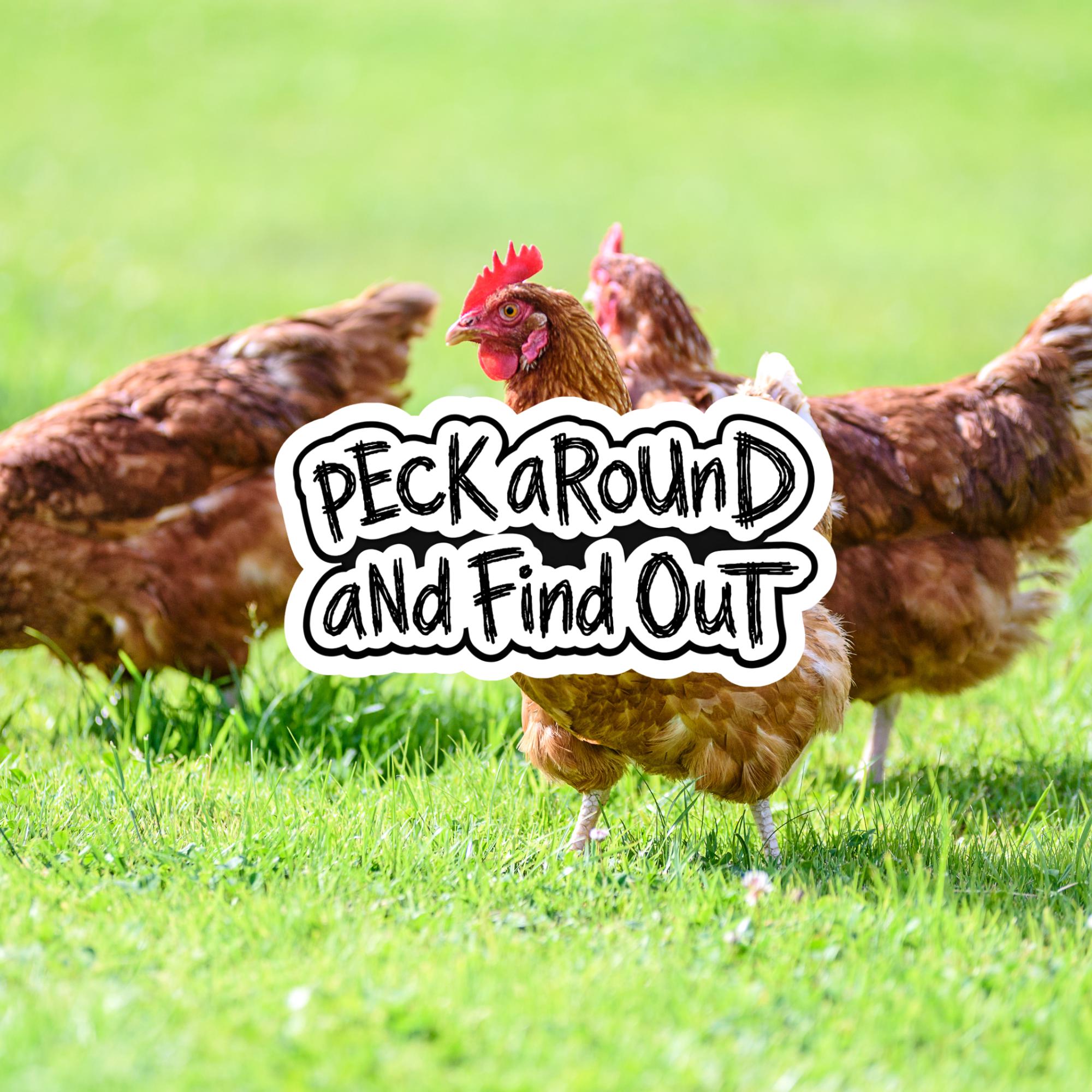 Sassy Chicken Sticker, Peck Around Find Out Farm Humor Decal (2.5"x2.5")